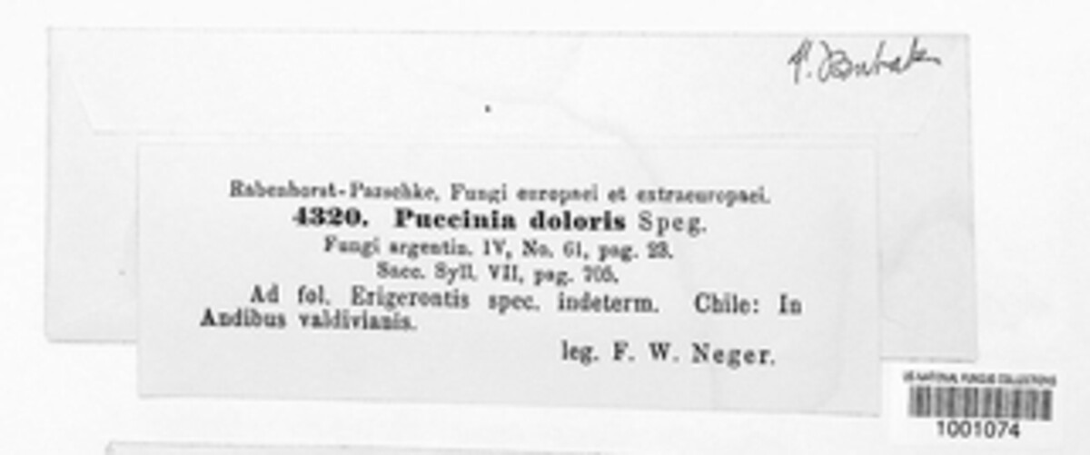 Puccinia doloris image